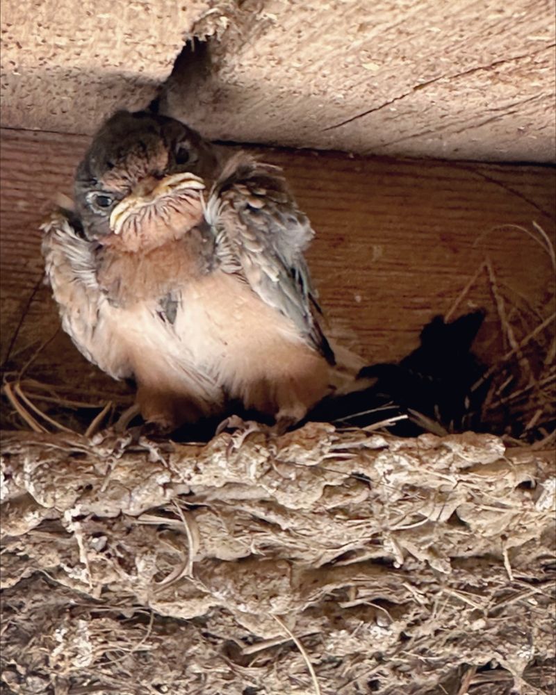 Barn Swallow