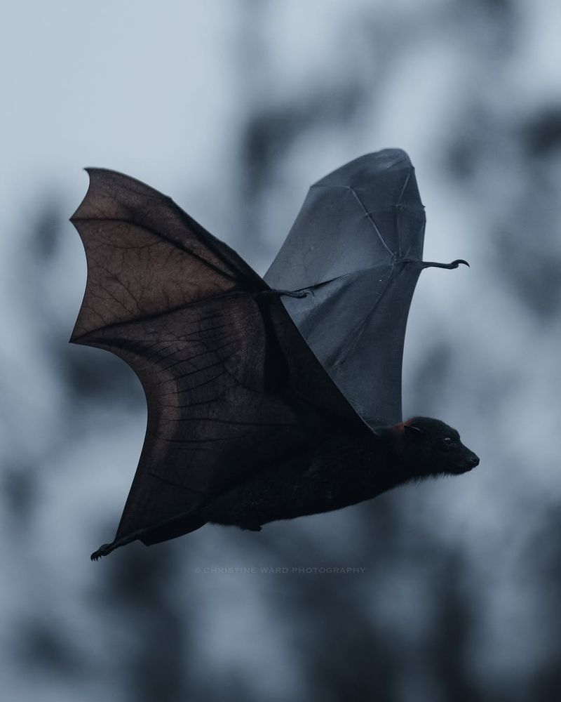 Bats: Nature's Nocturnal Pest Controllers