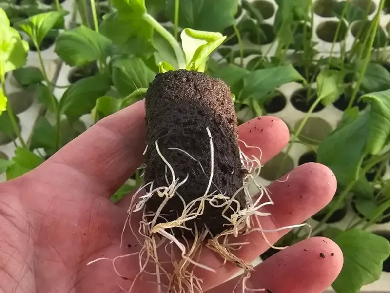 Ignoring The Root System Completely