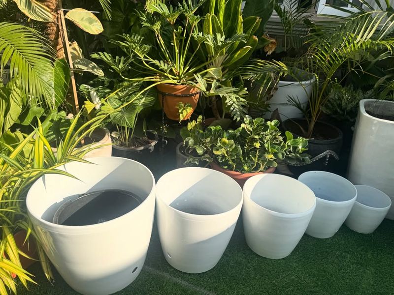 Clean Pots And Remove Dead Leaves