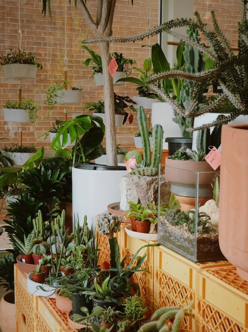 Adjust Watering Schedules For Indoor Life