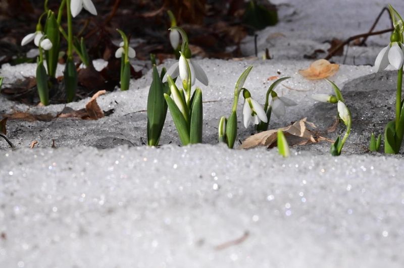 Snowdrops