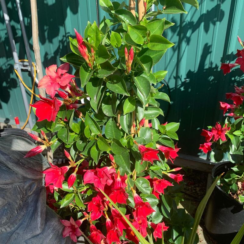 Bougainvillea And Mandevilla