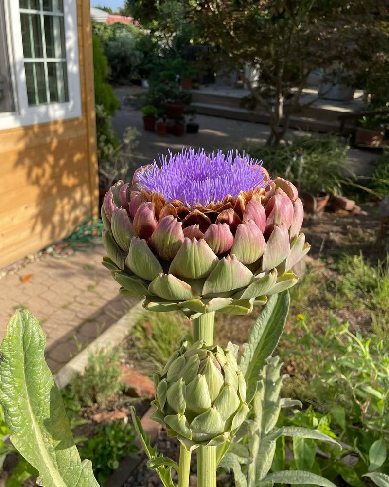 Artichokes Flourish With Fall Attention