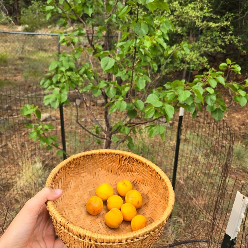 Apricot