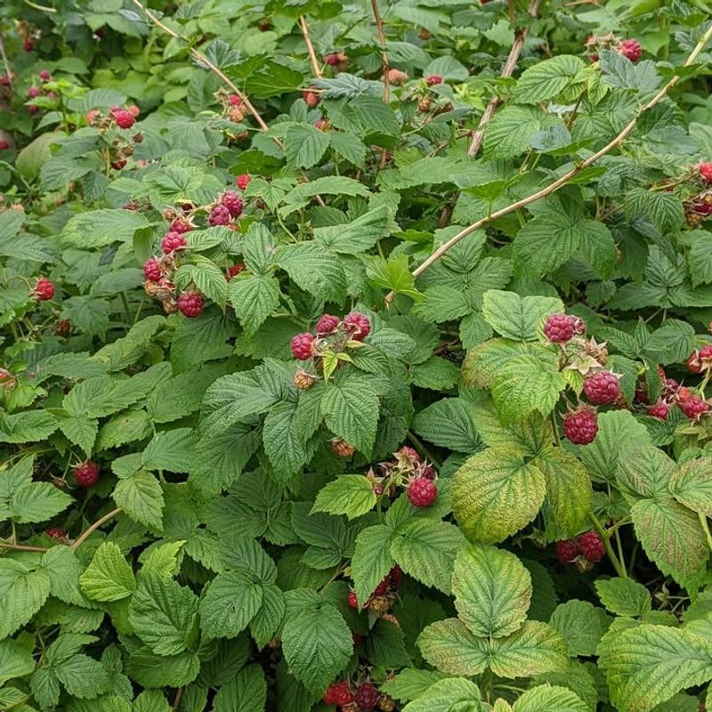 Raspberries Grown From Collected Seeds