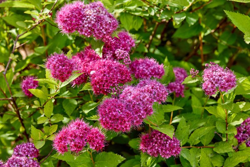 Spirea Shrubs