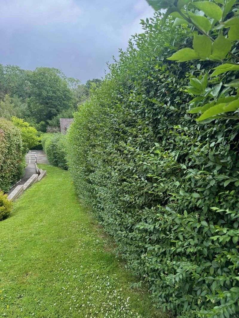 Overgrown Hedges And Shrubs