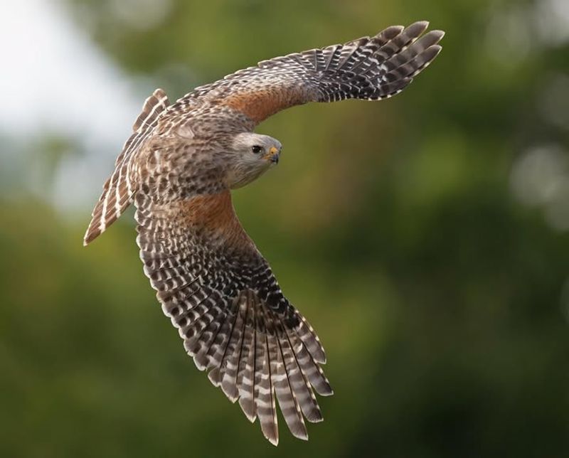 Red-Shouldered Hawk