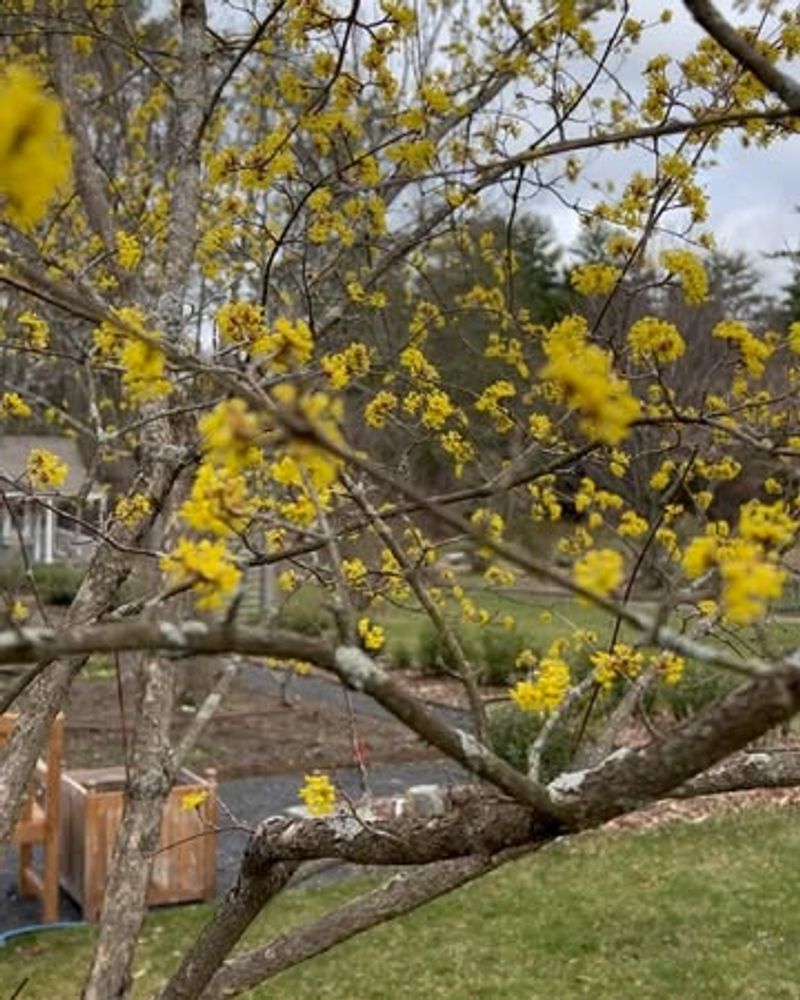 Cornelian Cherry Dogwood (Cornus mas)