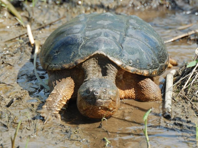 Snapping Turtles