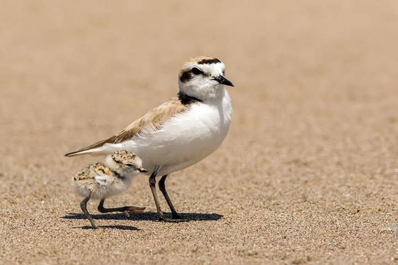 Western Snowy Plover