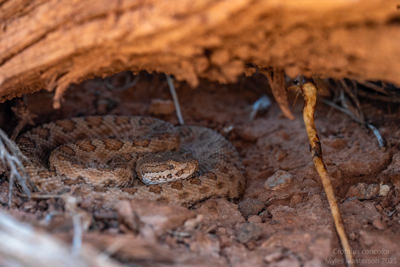 Midget Faded Rattlesnake
