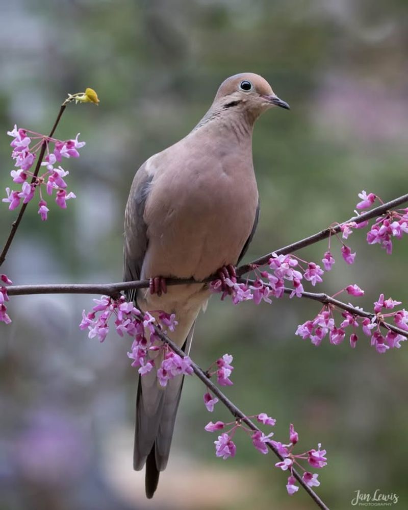 Mourning Dove