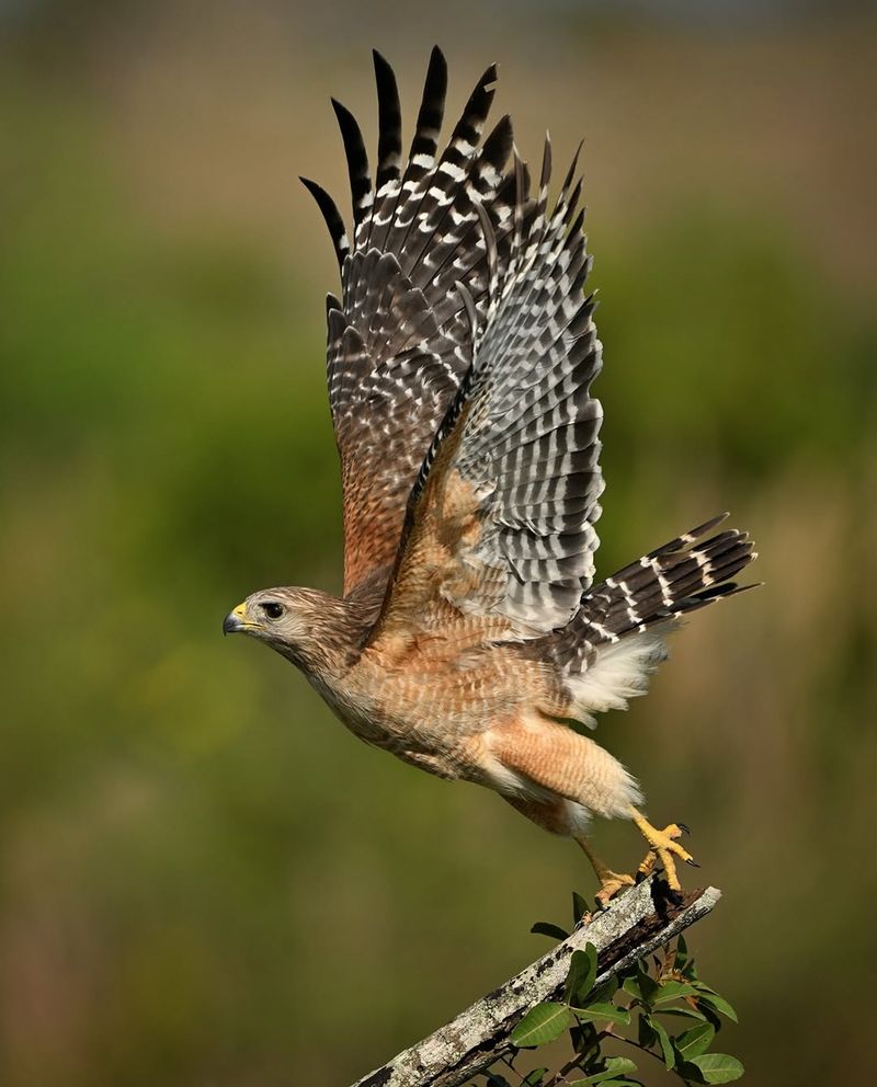 Red-Shouldered Hawks