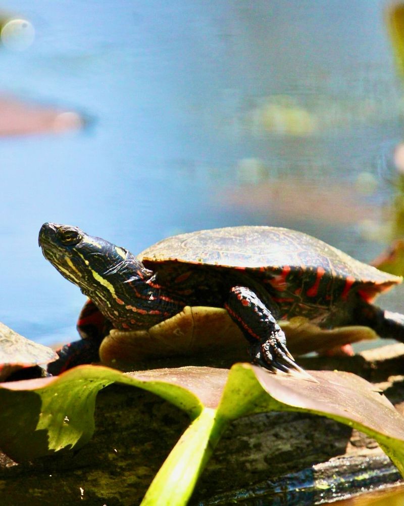 Painted Turtle