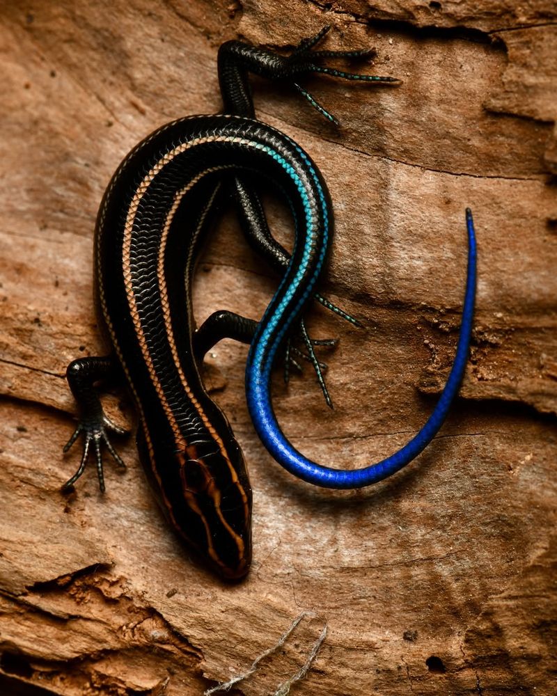 Five-lined Skink