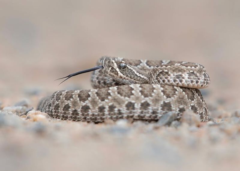 Prairie Rattlesnakes