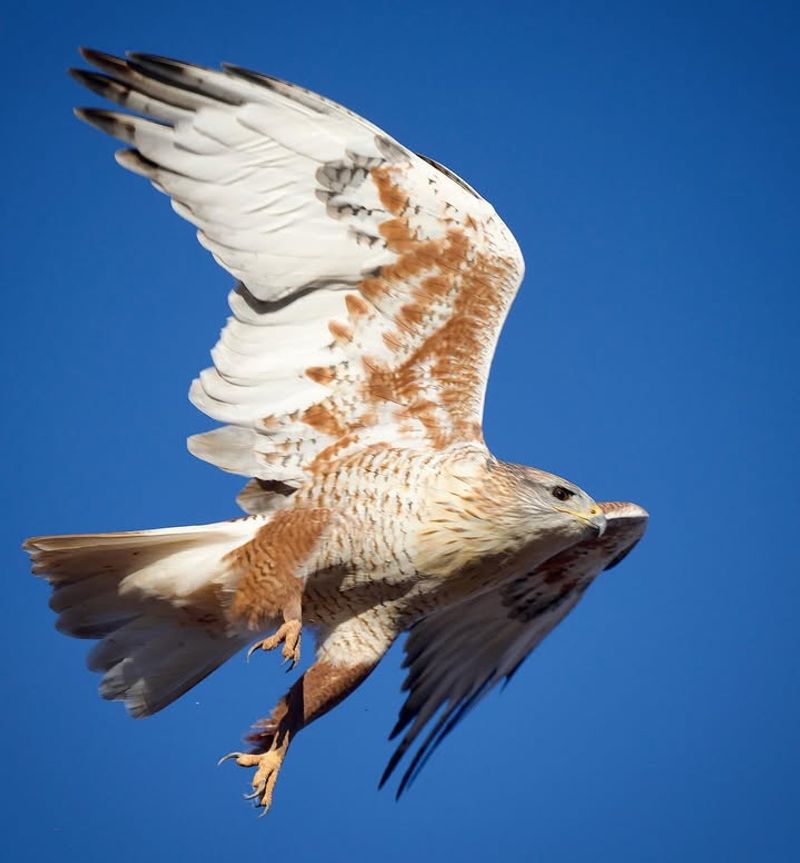 Ferruginous Hawks