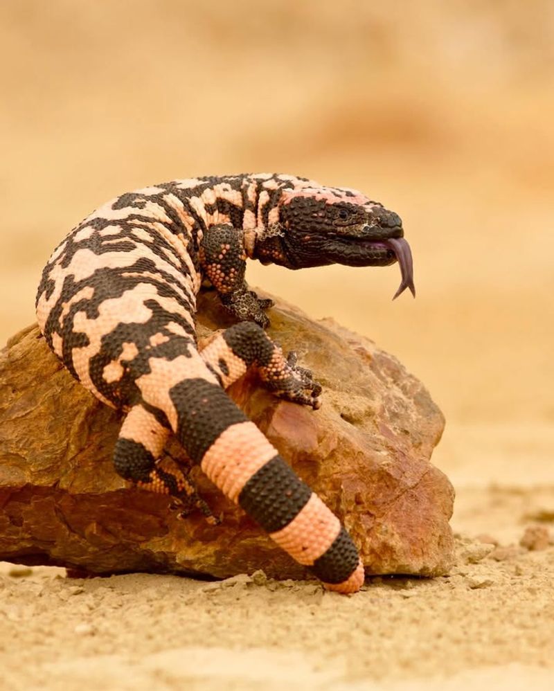 Gila Monsters