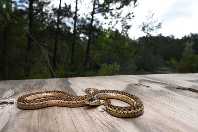 Eastern Garter Snake