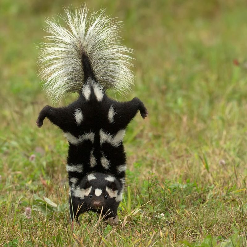 Eastern Spotted Skunk