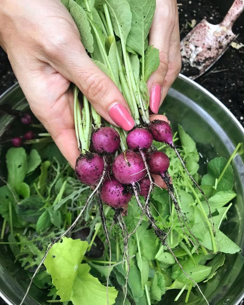 Radishes