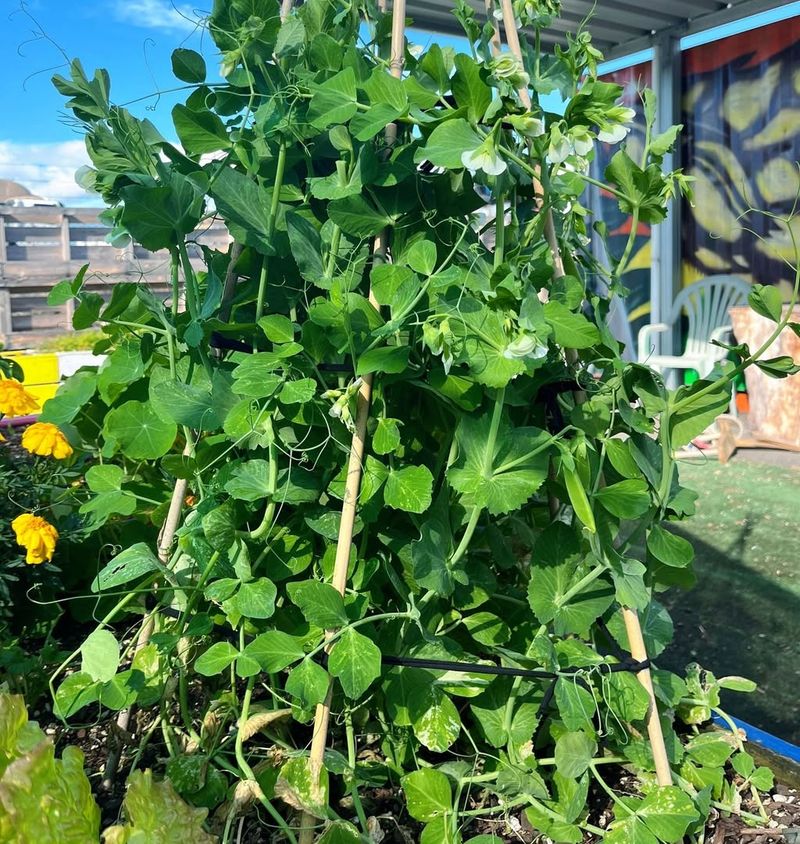 Peas