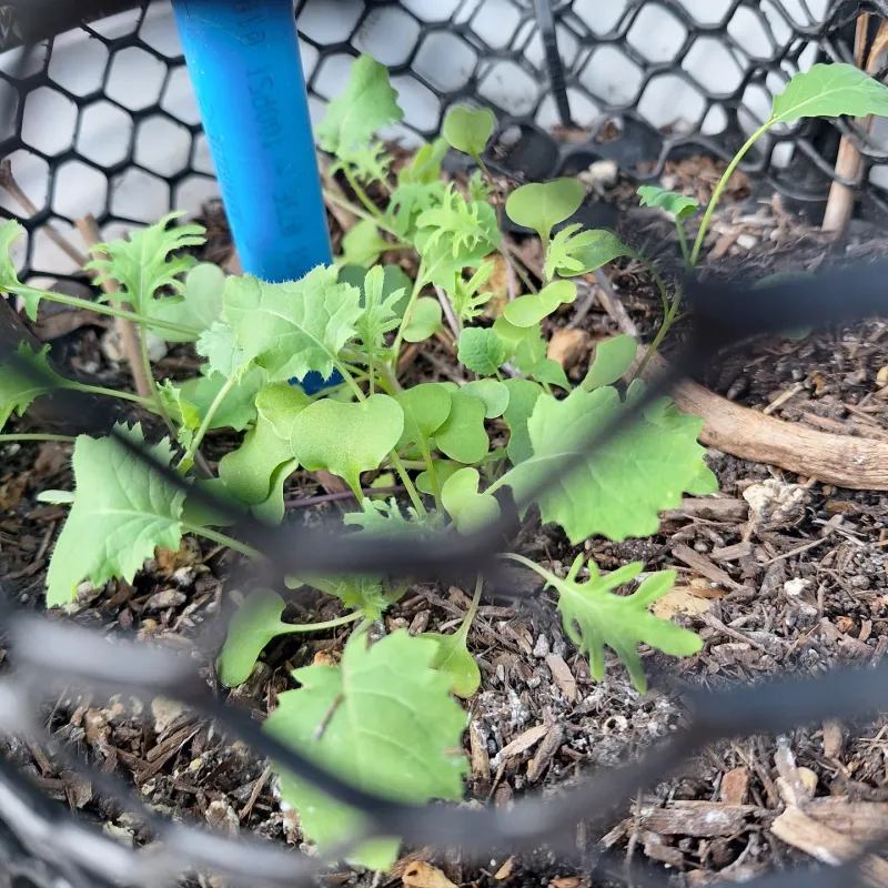 Kale