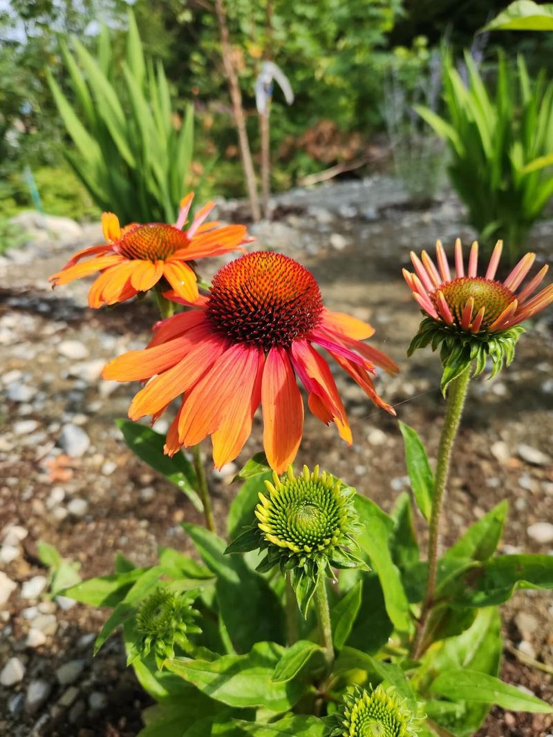Tomato Soup Coneflower