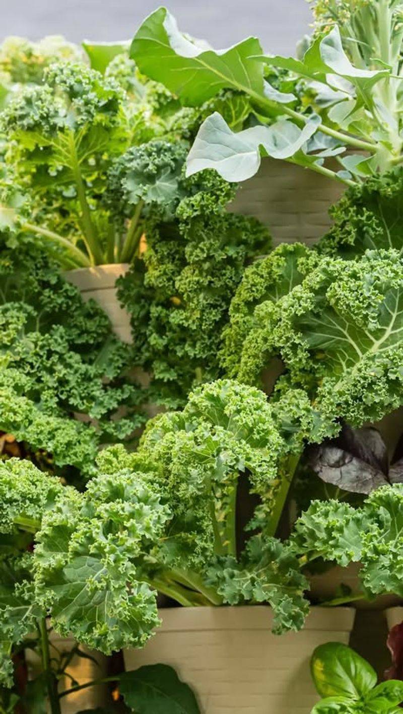 Kale
