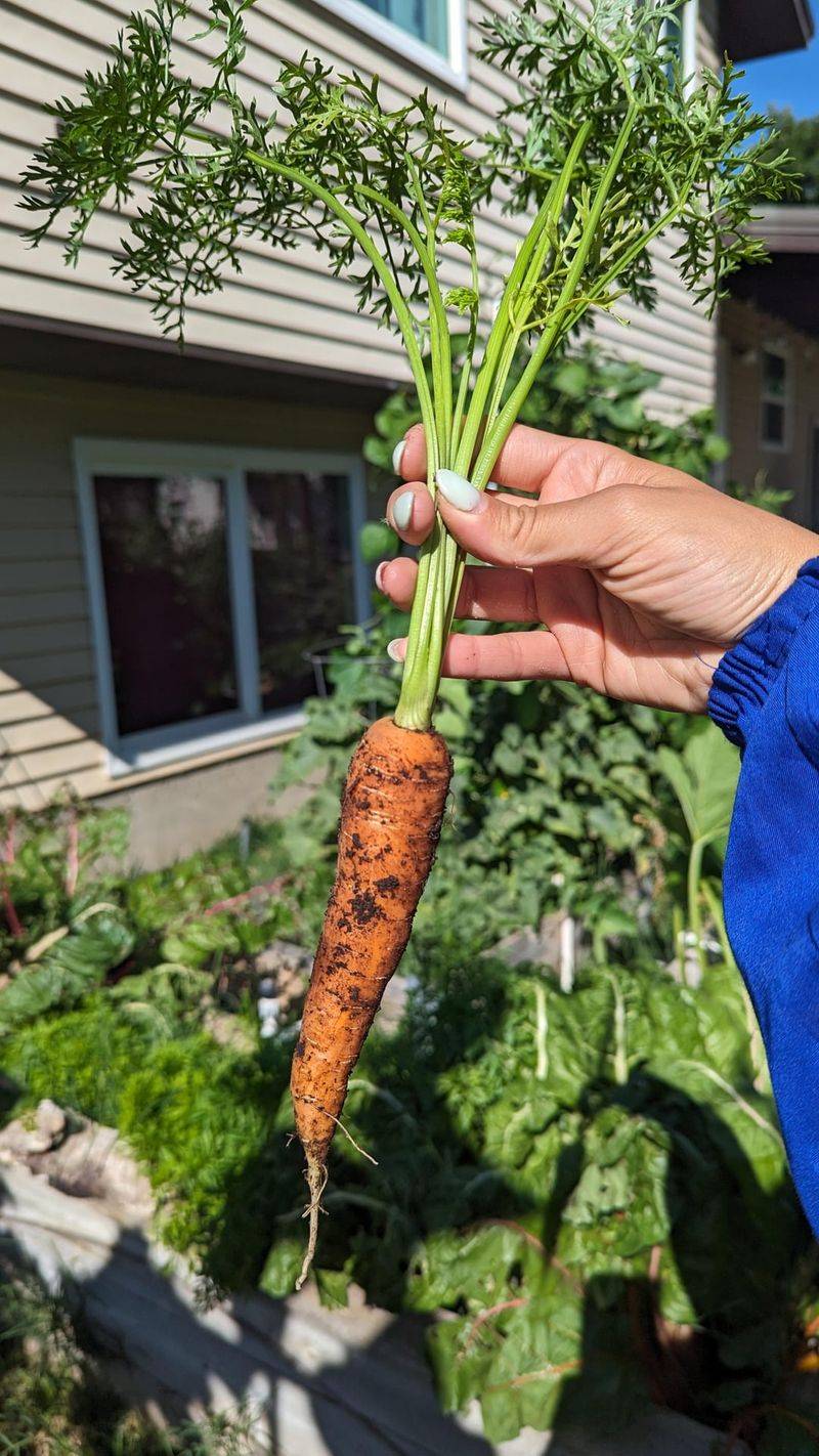 Carrots