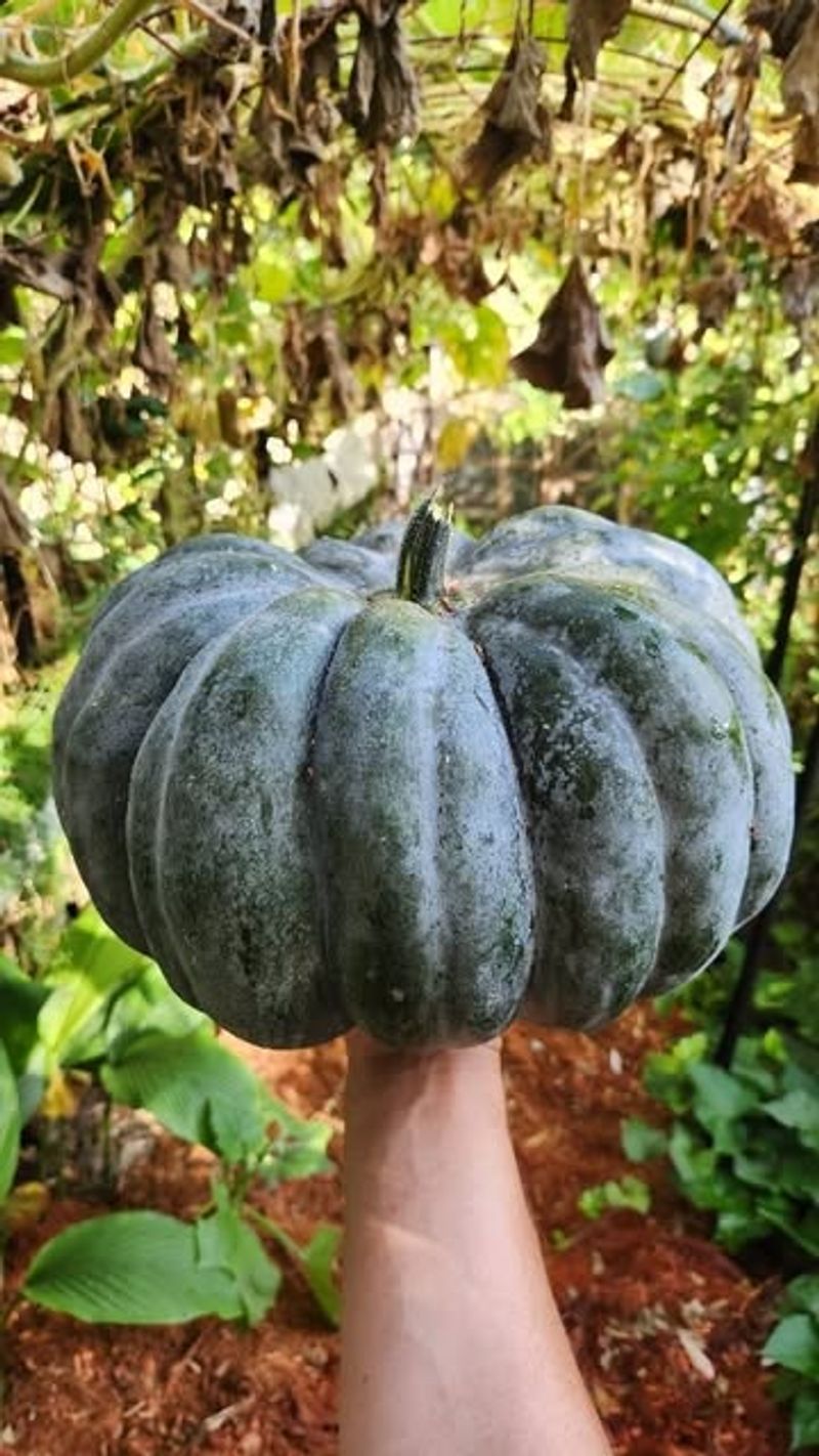 Musquée de Provence
