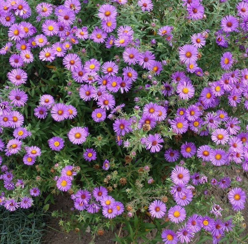 Fall Aster