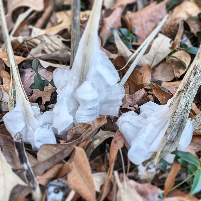 Frostweed