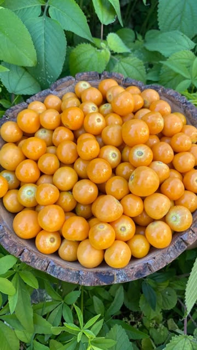 Cape Gooseberries
