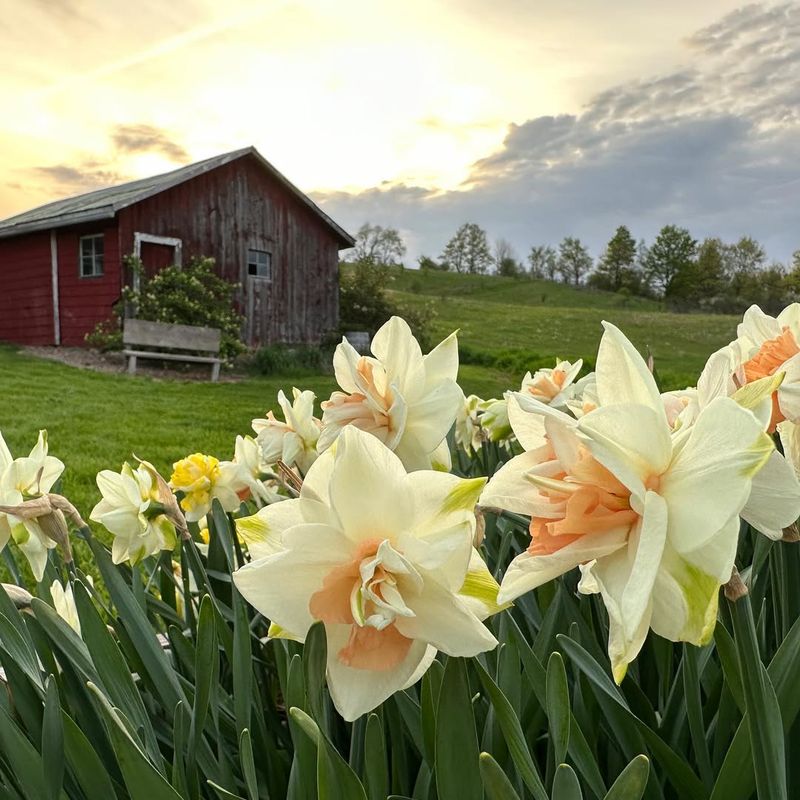 Bulbs Actually Need Cold Weather To Bloom