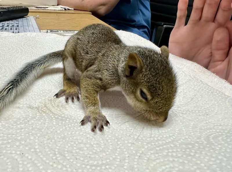 Eastern Gray Squirrel