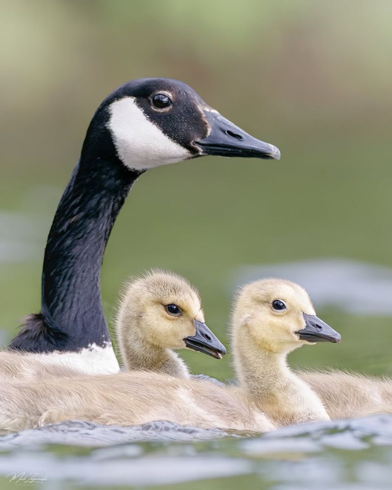 Canada Goose