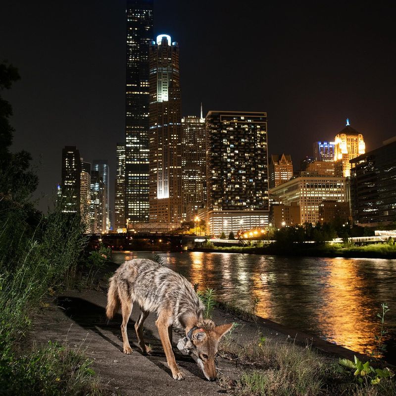 Coyotes Roaming City Edges