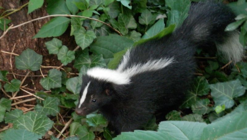 Skunks Spraying In Neighborhoods