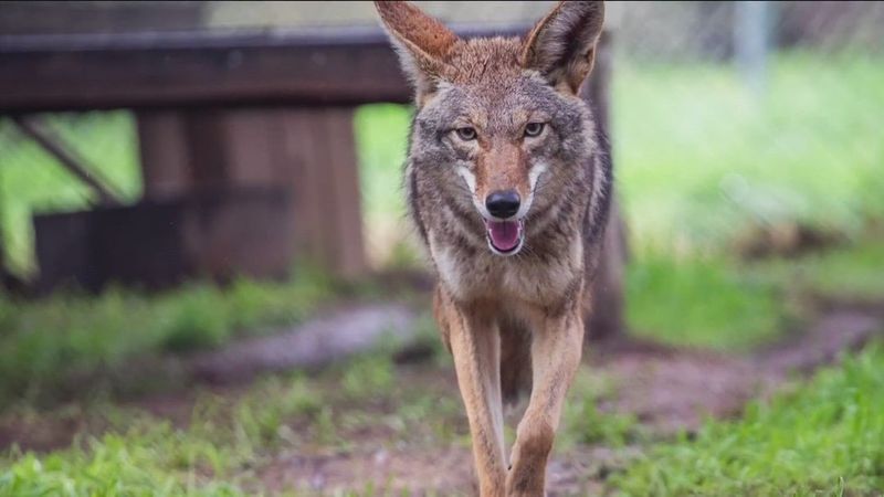 Coyotes At The City Edge