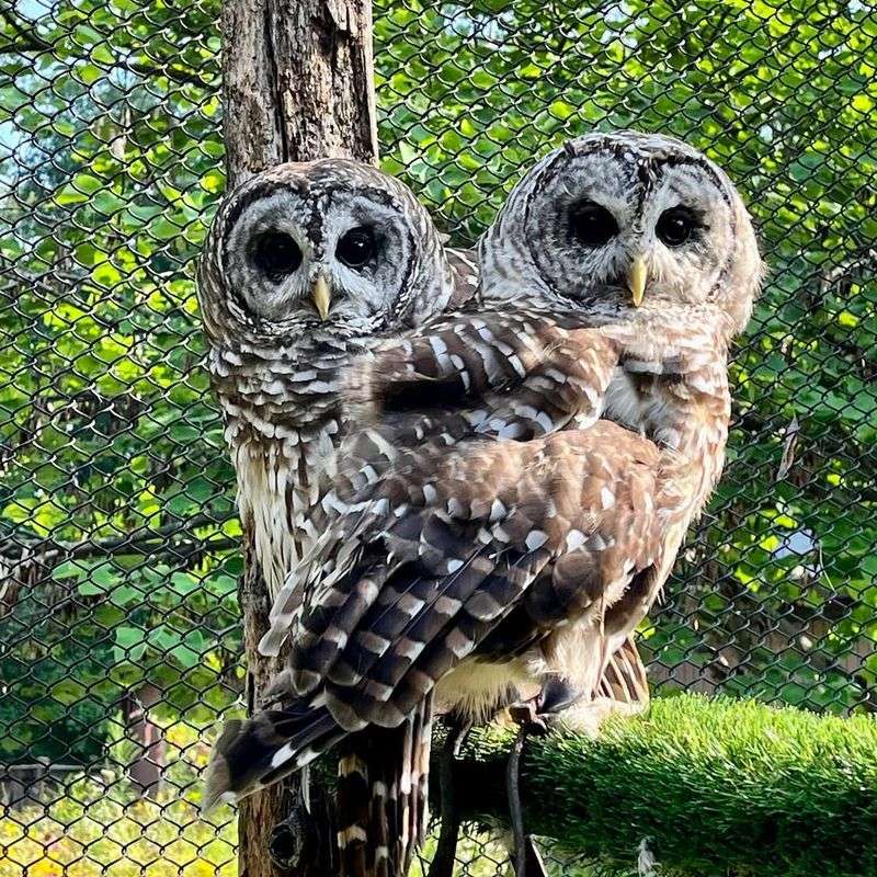Barred Owls