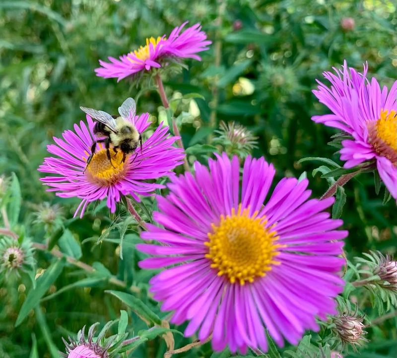 Asters Support Entire Ecosystems Beyond Butterflies
