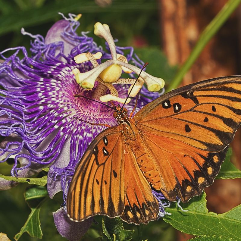 Butterfly Magnet For Gulf Fritillaries
