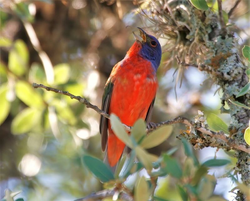 Provides Year-Round Wildlife Habitat