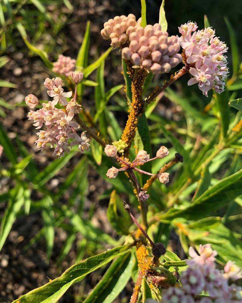 Attracts Dozens Of Beneficial Pollinators Beyond Monarchs