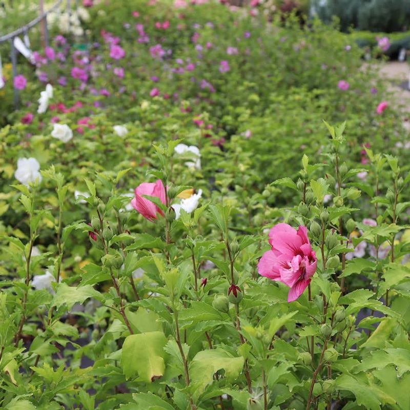 Pink Blooms Complement Any Garden Style