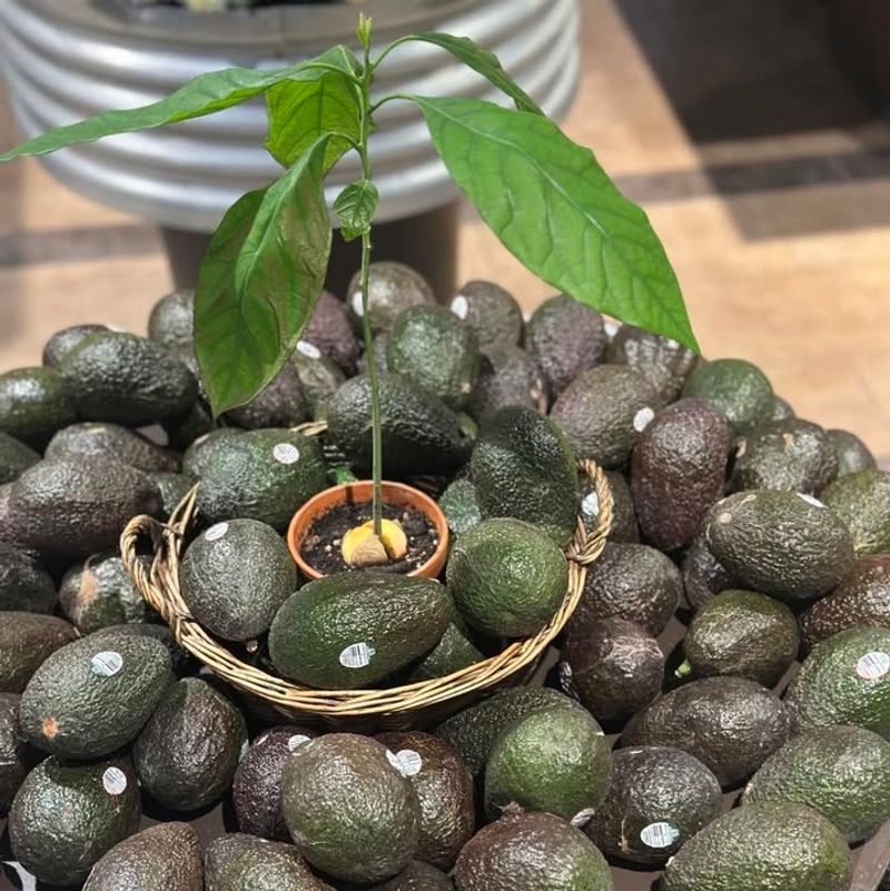 Avocado Seeds