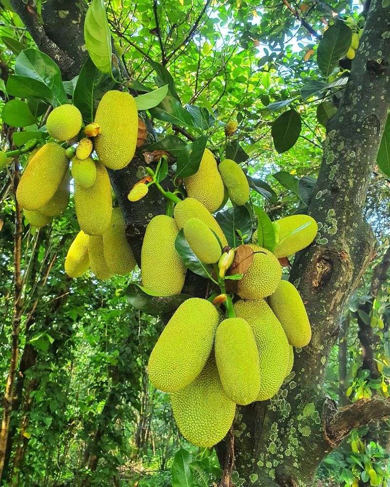 Jackfruit Trees